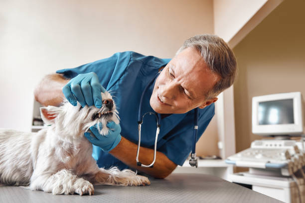  Shawneeland, VA Emergency Dentist Pros